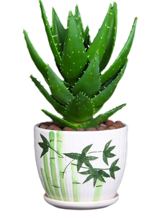 芦荟