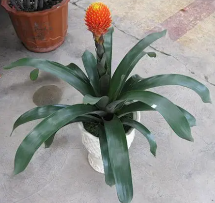 火炬星