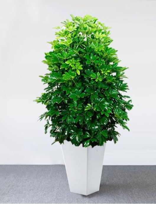 鹅掌木(鸭脚木）