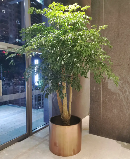 幸福树