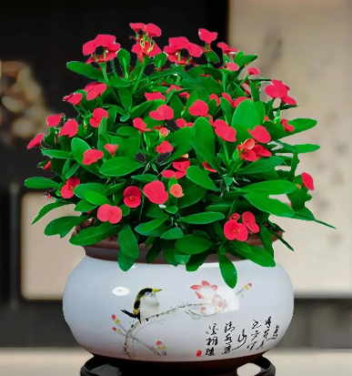 铁海棠